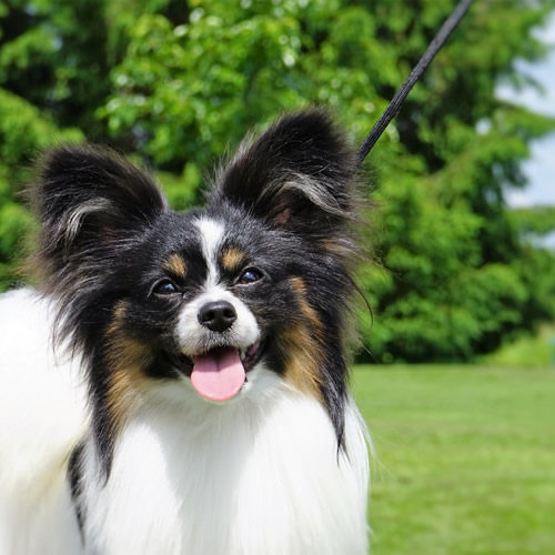 ancredasia-elevage-chien-liège-papillon-yakusa-liège-Grâce-Hollogne46 ancredasia-elevage-chien-liège-papillon-yakusa-liège-Grâce-Hollogne46