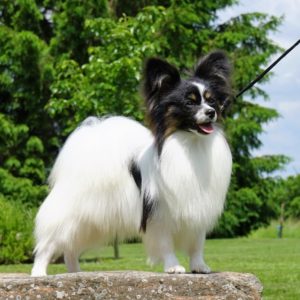 ancredasia-elevage-chien-liège-papillon-yakusa-liège-Grâce-Hollogne45 ancredasia-elevage-chien-liège-papillon-yakusa-liège-Grâce-Hollogne45