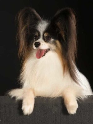 ancredasia-elevage-pour-chien ancredasia-elevage-pour-chien