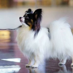 ancredasia-elevage-chien-liège-papillon-yakusa-liège-Grâce-Hollogne44 ancredasia-elevage-chien-liège-papillon-yakusa-liège-Grâce-Hollogne44