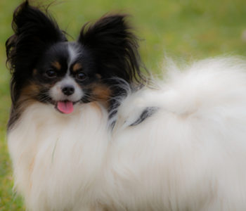 ancredasia-elevage-chien-liège-papillon-yakusa-liège-Grâce-Hollogne43 ancredasia-elevage-chien-liège-papillon-yakusa-liège-Grâce-Hollogne43