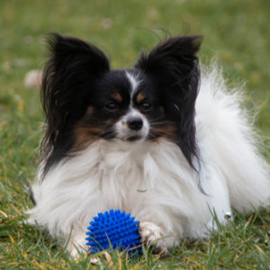 ancredasia-elevage-chien-liège-papillon-yakusa-liège-Grâce-Hollogne41 ancredasia-elevage-chien-liège-papillon-yakusa-liège-Grâce-Hollogne41