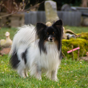 ancredasia-elevage-chien-liège-papillon-yakusa-liege-Grâce-Hollogne1 ancredasia-elevage-chien-liège-papillon-yakusa-liege-Grâce-Hollogne1