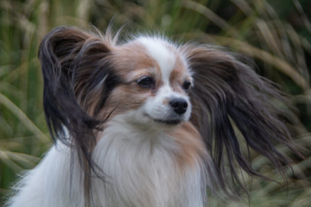 ancredasia-elevage-chien-liège-papillon-yakusa-liege-Grâce-Hollogne10 ancredasia-elevage-chien-liège-papillon-yakusa-liege-Grâce-Hollogne10