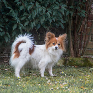 ancredasia-elevage-chien-liège-papillon-yakusa-liege-Grâce-Hollogne11 ancredasia-elevage-chien-liège-papillon-yakusa-liege-Grâce-Hollogne11