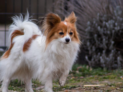 ancredasia-elevage-chien-liège-papillon-yakusa-liege-Grâce-Hollogne12 ancredasia-elevage-chien-liège-papillon-yakusa-liege-Grâce-Hollogne12