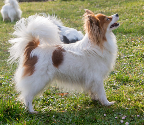 ancredasia-elevage-chien-liège-papillon-yakusa-liege-Grâce-Hollogne13 ancredasia-elevage-chien-liège-papillon-yakusa-liege-Grâce-Hollogne13