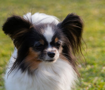 ancredasia-elevage-chien-liège-papillon-yakusa-liege-Grâce-Hollogne14 ancredasia-elevage-chien-liège-papillon-yakusa-liege-Grâce-Hollogne14