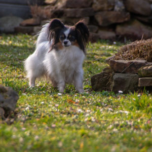 ancredasia-elevage-chien-liège-papillon-yakusa-liege-Grâce-Hollogne16 ancredasia-elevage-chien-liège-papillon-yakusa-liege-Grâce-Hollogne16