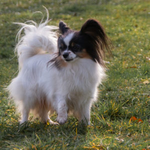 ancredasia-elevage-chien-liège-papillon-yakusa-liege-Grâce-Hollogne17 ancredasia-elevage-chien-liège-papillon-yakusa-liege-Grâce-Hollogne17