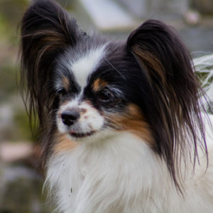 ancredasia-elevage-chien-liège-papillon-yakusa-liege-Grâce-Hollogne18 ancredasia-elevage-chien-liège-papillon-yakusa-liege-Grâce-Hollogne18