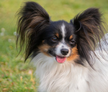 ancredasia-elevage-chien-liège-papillon-yakusa-liege-Grâce-Hollogne19 ancredasia-elevage-chien-liège-papillon-yakusa-liege-Grâce-Hollogne19