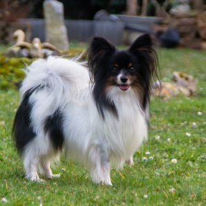 ancredasia-elevage-chien-liège-papillon-yakusa-liege-Grâce-Hollogne2 ancredasia-elevage-chien-liège-papillon-yakusa-liege-Grâce-Hollogne2