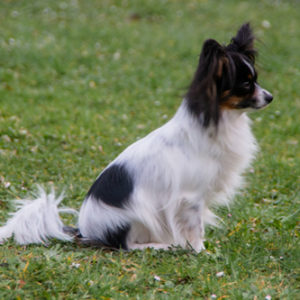 ancredasia-elevage-chien-liège-papillon-yakusa-liege-Grâce-Hollogne20 ancredasia-elevage-chien-liège-papillon-yakusa-liege-Grâce-Hollogne20