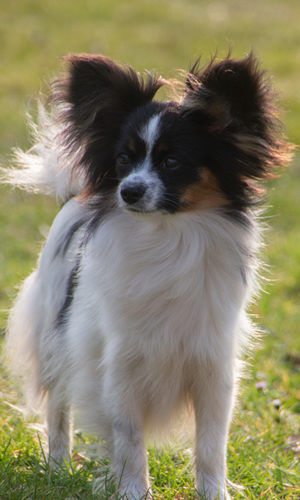 ancredasia-elevage-chien-liège-papillon-yakusa-liege-Grâce-Hollogne30 ancredasia-elevage-chien-liège-papillon-yakusa-liege-Grâce-Hollogne30