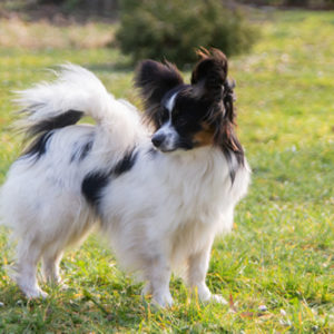 ancredasia-elevage-chien-liège-papillon-yakusa-liege-Grâce-Hollogne31 ancredasia-elevage-chien-liège-papillon-yakusa-liege-Grâce-Hollogne31