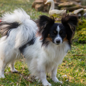 ancredasia-elevage-chien-liège-papillon-yakusa-liege-Grâce-Hollogne32 ancredasia-elevage-chien-liège-papillon-yakusa-liege-Grâce-Hollogne32