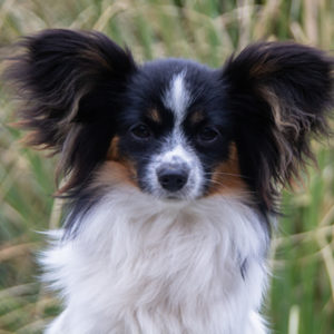 ancredasia-elevage-chien-liège-papillon-yakusa-liege-Grâce-Hollogne33 ancredasia-elevage-chien-liège-papillon-yakusa-liege-Grâce-Hollogne33