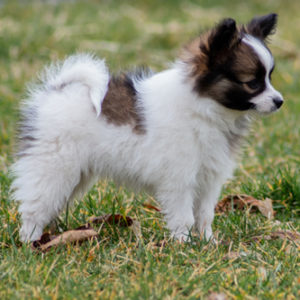ancredasia-elevage-chien-liège-papillon-yakusa-liege-Grâce-Hollogne34 ancredasia-elevage-chien-liège-papillon-yakusa-liege-Grâce-Hollogne34