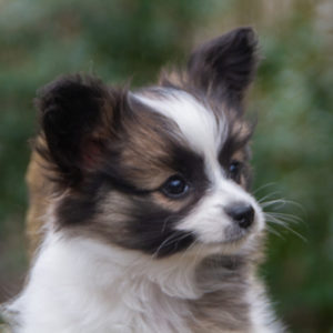 ancredasia-elevage-chien-liège-papillon-yakusa-liege-Grâce-Hollogne35 ancredasia-elevage-chien-liège-papillon-yakusa-liege-Grâce-Hollogne35
