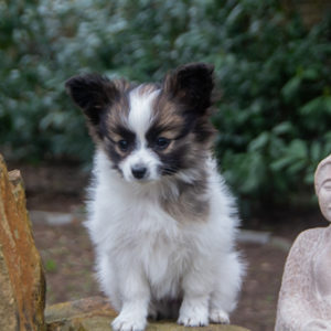 ancredasia-elevage-chien-liège-papillon-yakusa-liege-Grâce-Hollogne36 ancredasia-elevage-chien-liège-papillon-yakusa-liege-Grâce-Hollogne36