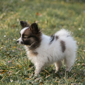 ancredasia-elevage-chien-liège-papillon-yakusa-liege-Grâce-Hollogne37 ancredasia-elevage-chien-liège-papillon-yakusa-liege-Grâce-Hollogne37