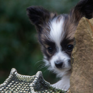 ancredasia-elevage-chien-liège-papillon-yakusa-liege-Grâce-Hollogne38 ancredasia-elevage-chien-liège-papillon-yakusa-liege-Grâce-Hollogne38