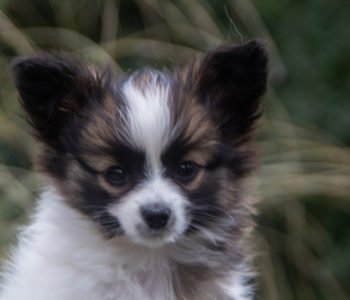 ancredasia-elevage-chien-liège-papillon-yakusa-liege-Grâce-Hollogne39 ancredasia-elevage-chien-liège-papillon-yakusa-liege-Grâce-Hollogne39