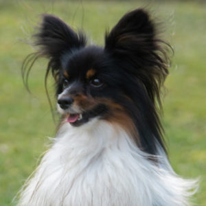 ancredasia-elevage-chien-liège-papillon-yakusa-liege-Grâce-Hollogne5 ancredasia-elevage-chien-liège-papillon-yakusa-liege-Grâce-Hollogne5
