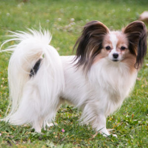 ancredasia-elevage-chien-liège-papillon-yakusa-liege-Grâce-Hollogne6 ancredasia-elevage-chien-liège-papillon-yakusa-liege-Grâce-Hollogne6