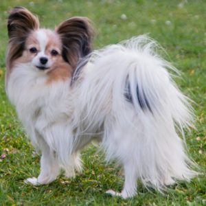 ancredasia-elevage-chien-liège-papillon-yakusa-liege-Grâce-Hollogne7 ancredasia-elevage-chien-liège-papillon-yakusa-liege-Grâce-Hollogne7