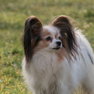 ancredasia-elevage-chien-liège-papillon-yakusa-liege-Grâce-Hollogne8 ancredasia-elevage-chien-liège-papillon-yakusa-liege-Grâce-Hollogne8