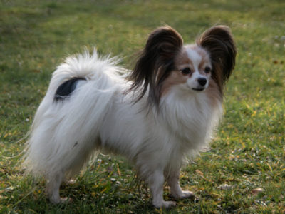 ancredasia-elevage-chien-liège-papillon-yakusa-liege-Grâce-Hollogne9 ancredasia-elevage-chien-liège-papillon-yakusa-liege-Grâce-Hollogne9