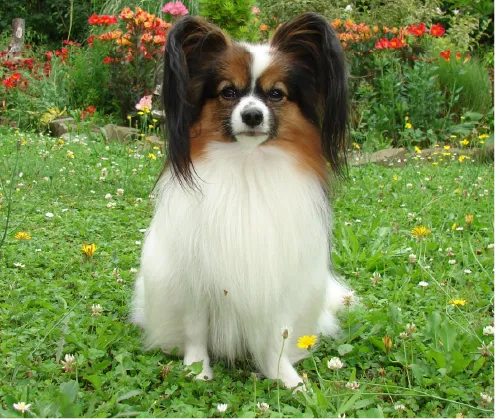 loki