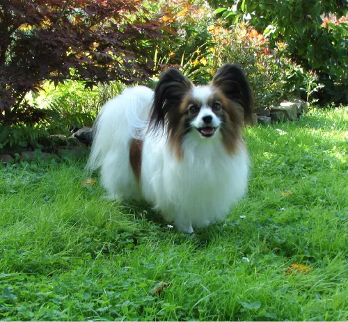 Ole Guacamole De Costalina Nacho